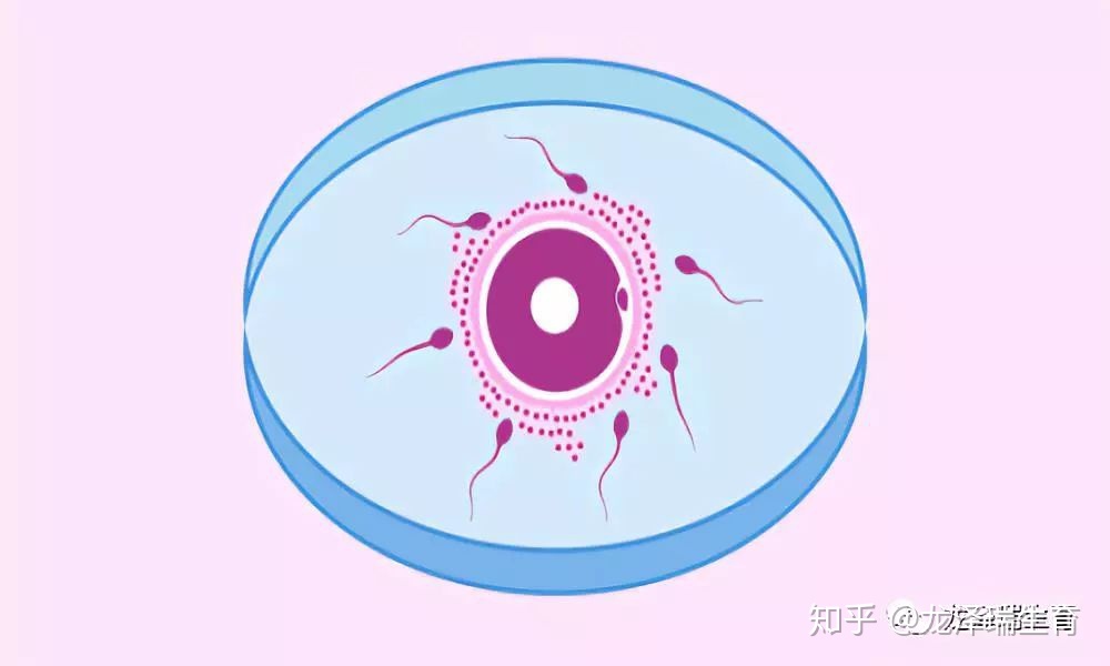 赣州妇保做供卵自怀试管_赣州哪个医院可以做供卵生子自怀试管本地公立医院成功率,多少钱怎样
