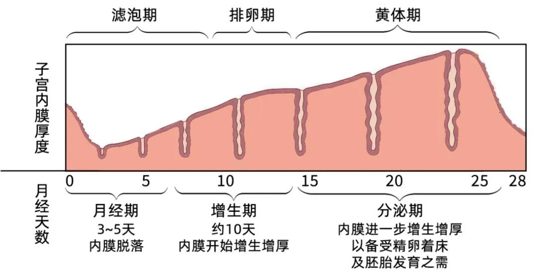 影响做供卵试管代生供卵成功的因素有哪些？如何科学地处理它们？