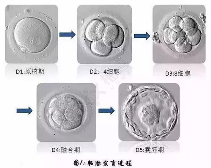 紫朵朵供卵医院费用