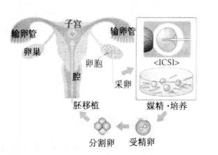 上海市哪里哪里可以供卵代生+上海哪里国内不允许试管代怀比较好