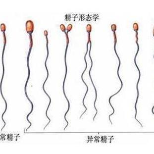 上海三代代生资讯价格？