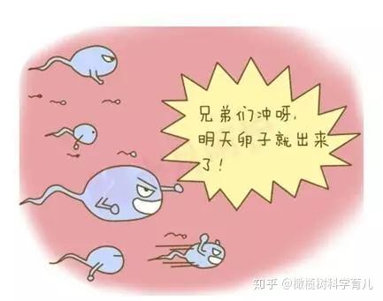 代怀女孩价格胚胎移植后多久着床,胚胎移植成功后