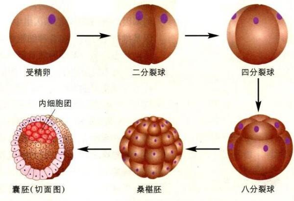 上海市妇幼保健院生殖中心（上海市妇幼保健院生殖中心怎么样）