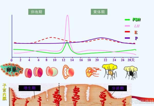 输卵管堵塞积水的中药如何选择（中药治疗好用吗？）