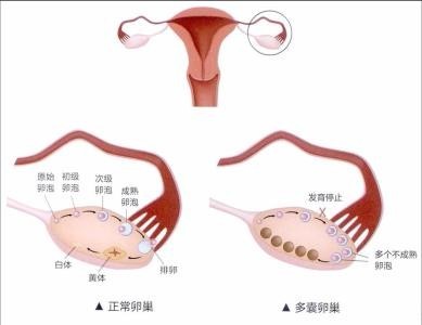 代怀生双胞胎包成功医院（国内哪个正规公立医院可以包试管一次成功）