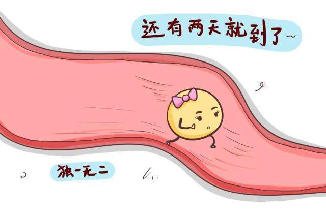 卵泡在左侧姿势受孕