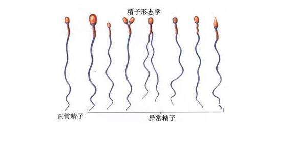 为什么孕酮达到一定值时,胚胎才能进行移植